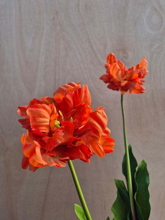 Dubbele Franse tulp oranje