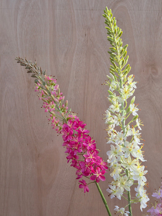 Donker roze Eremurus