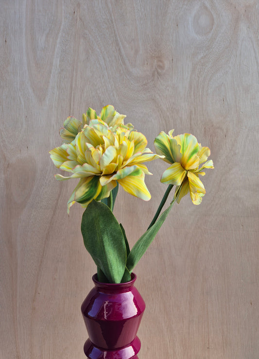 Dubbele Franse Tulp Geel