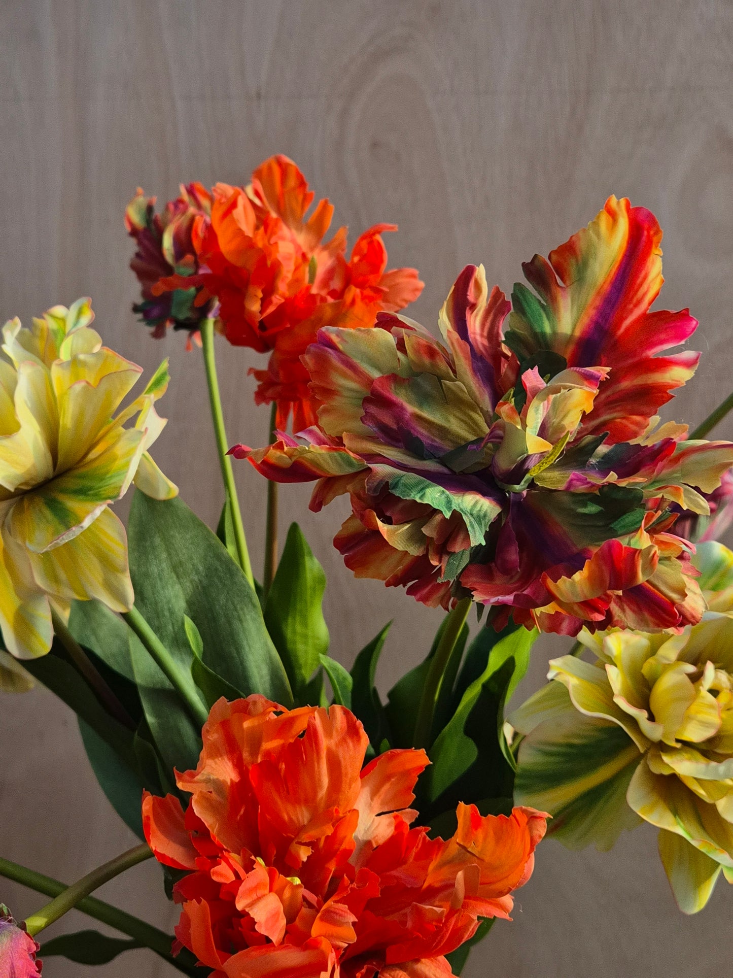 Dubbele Franse tulp Multi