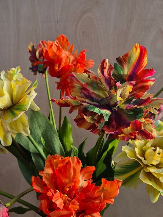 Dubbele Franse tulp Multi