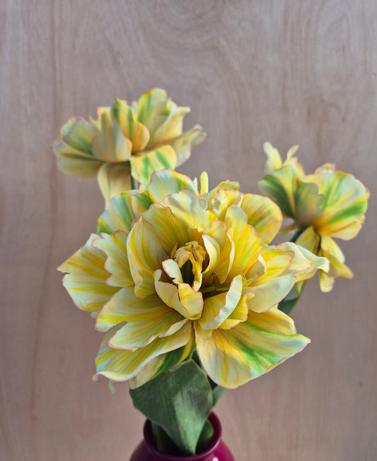Dubbele Franse Tulp Geel
